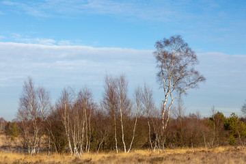 Heidelandschaft im Winter