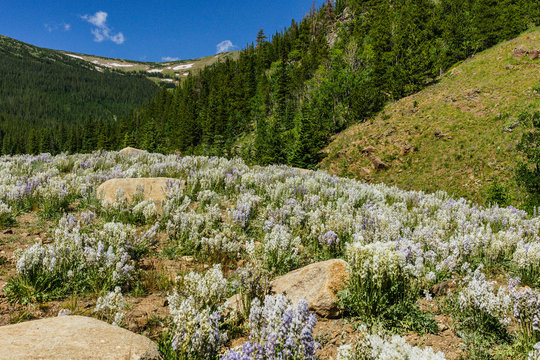 Hidden Valley, Rocky Mountain National Park, Colorado, United States