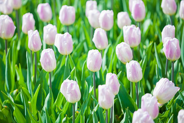 Multicolored Tulips in garden in Netherlands