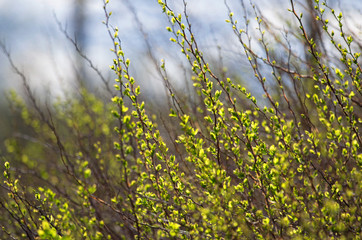 Growing up green stems of the bush the sun-drenched on the blurred background with cyan sky in the spring