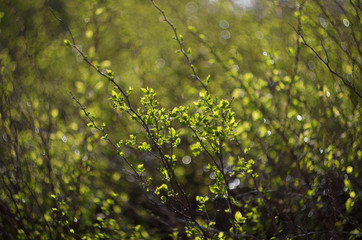 Green young shoots of the bush the sun-drenched on the background of beautiful bokeh in the spring