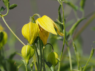 Clematis tangutica - Fleurs jaunes or en forme de clochettes retombantes de Clématites tangoutes dorées 