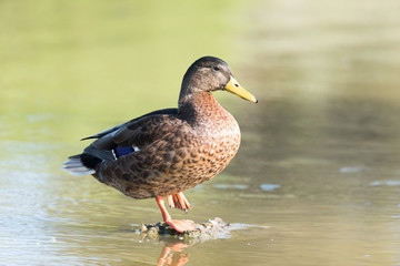 Female mallard duck on a lake in France