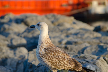 Seagull at The Seaside