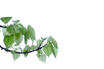 A branch of Bodhi leaves on white isolated background for green foliage backdrop 
