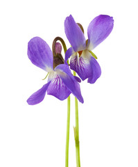 Two early spring flowers  ( Viola odorata) isolated on white background. Shallow depth of field.