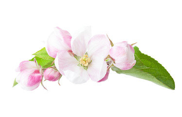Fototapeta na wymiar Blossoming apple tree branch isolated on white background.