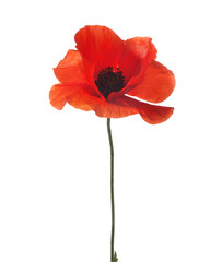Red poppy isolated  isolated on white background. Selective focus.