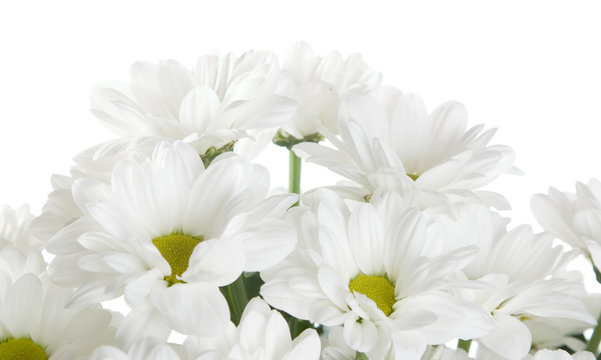 White chrysanthemums isolated on white background