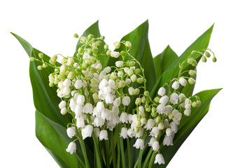 Lilies of the Valley with leaves   isolated on a white background.