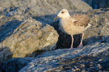 Seagull at The Seaside