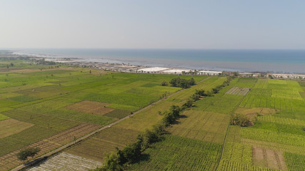 Obraz premium aerial view agricultural land with sown green,tobacco field in countryside. farmland with tobacco plantation agricultural crops in rural areas Java Indonesia. Land with grown plants of paddy