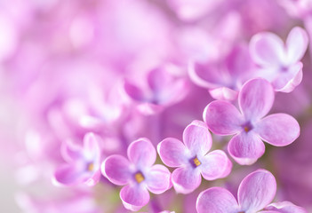Macro image of  Lilac flowers. Abstract  floral background.  Very shallow depth of field, selective focus.