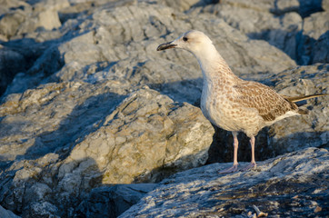 Seagull at The Seaside