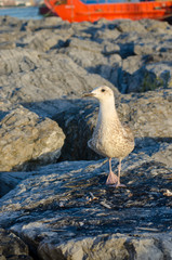 Seagull at The Seaside