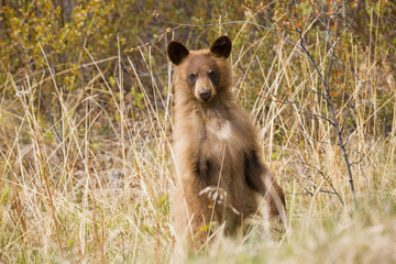 auf den Hinterbeinen stehender junger brauner Schwarzbär wildlife