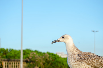 Seagull at The Seaside