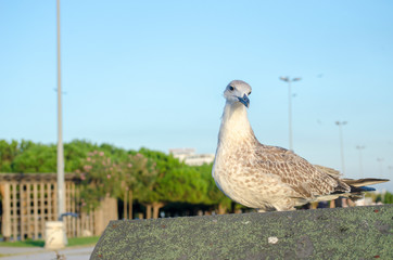 Seagull at The Seaside