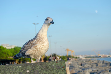 Seagull at The Seaside