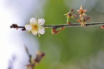 Plum flower tree in the garden, spring bloom.