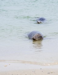 Fototapeta premium Kegelrobben (Halichoerus grypus) schwimmen im Wasser am Sandstrand, Insel Helgoland, 