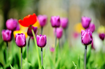 purple tulips on the lawn