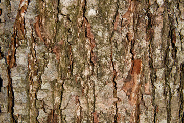 Bark of a tree brown green background