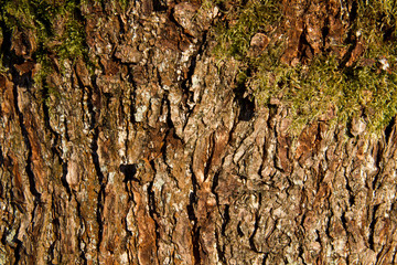 Bark of a tree with moss background