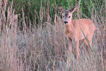 A young fawn standing in dry grass observing the surroundings and listening to noises © E-lona