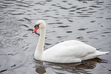 White swan on the lake during the daytime. Beautiful swan.