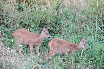 Young twin fawns on a meadow © E-lona