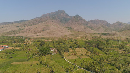 aerial view agricultural farmland with sown green,corn, tobacco field in countryside backdrop mountains. agricultural crops in rural area Java Indonesia. Land with grown plants of paddy