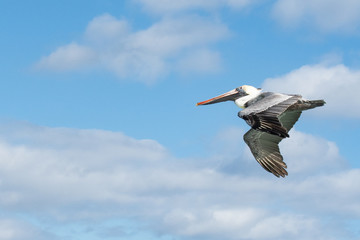 Braunpelikan (Pelecanus occidentalis)