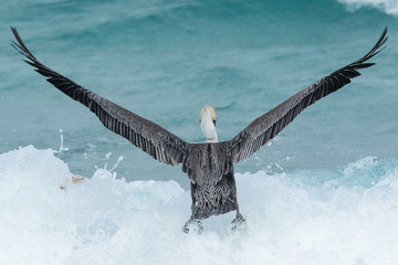 Braunpelikan (Pelecanus occidentalis)