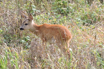 A young fawn standing in dry grass observing the surroundings and listening to noises © E-lona