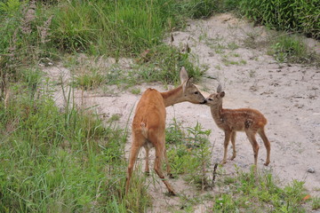 A roe deer kissing its young fawn © E-lona