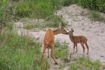 Crédence de cuisine en verre imprimé Cerf A roe deer kissing its young fawn