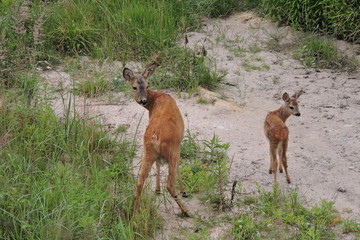 A roe deer and its young fawn © E-lona