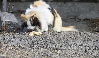 Fototapeta premium fluffy white, red and black cat eating food from asphalt