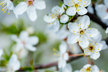Obraz na płótnie Canvas A close-up image of white cherry blossom