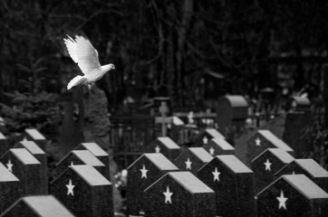 Dove flying over the monuments