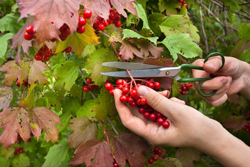 manual harvesting of viburnum berries in the garden