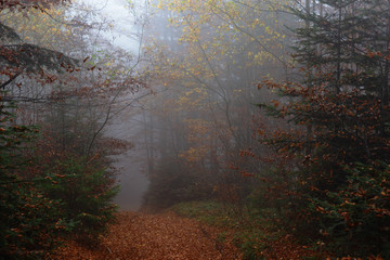 Obraz premium Autumn misty forest, with yellow and red leaves on trees.