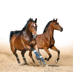 Bay sportive horses running wild