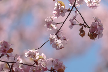 branch of pink cherry blossoms in spring in bright sunlight