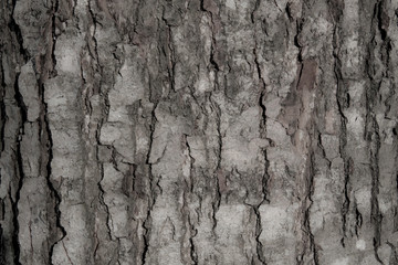 Crey tree bark texture