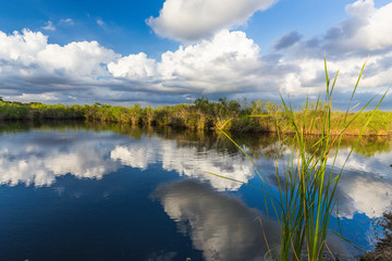 Anhinga Trail, Everglades National Park, Florida, United States