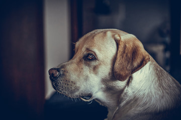 Labrador retriever portrait
