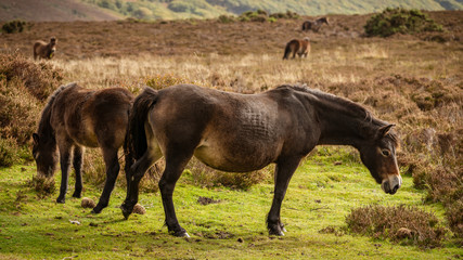 Wild Exmoor Ponies, seen on Porlock Hill in Somerset, England, UK