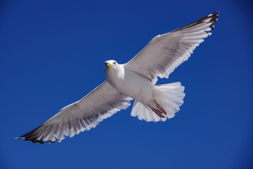 seagull in flight